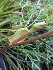 Lomatium utriculatum