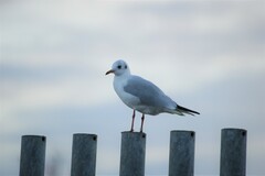 Chroicocephalus ridibundus