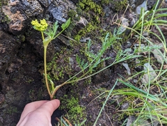 Lomatium utriculatum