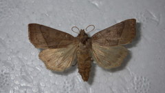 Mesogona oxalina