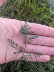 Lomatium utriculatum