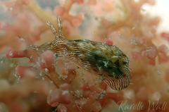 Stylocheilus striatus