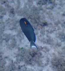 Acanthurus olivaceus