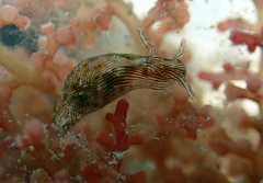 Stylocheilus striatus