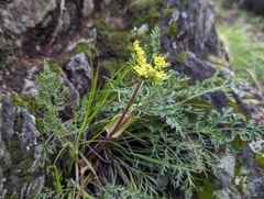 Lomatium utriculatum