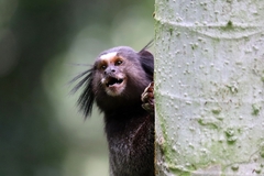 Callithrix penicillata