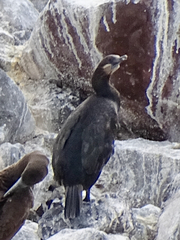 Urile penicillatus