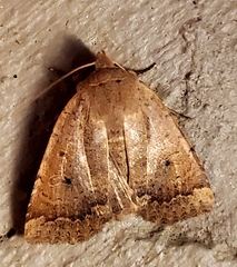Sericaglaea signata