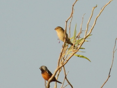 Sporophila ruficollis