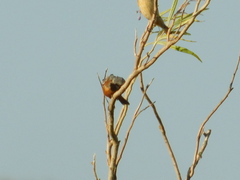 Sporophila ruficollis