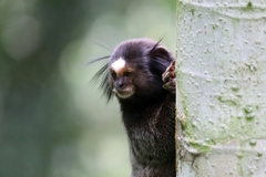 Callithrix penicillata