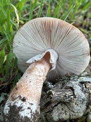 Amanita novinupta