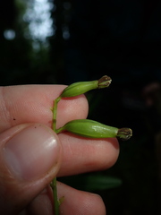Epidendrum mancum