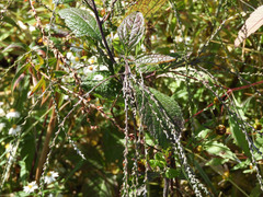 Verbena urticifolia
