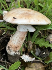 Amanita novinupta