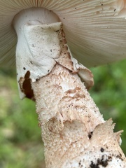 Amanita novinupta