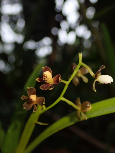 Epidendrum mancum, photograph 4