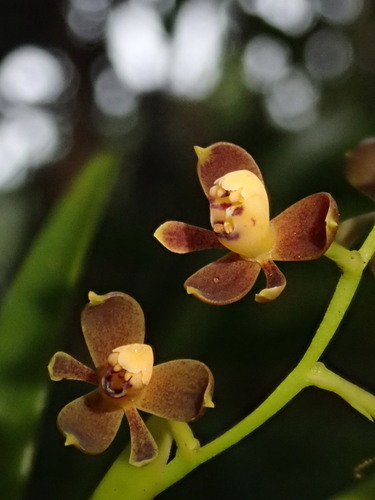 Epidendrum mancum, photograph 3