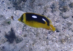 Chaetodon quadrimaculatus