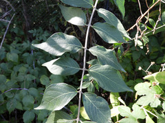 Lonicera maackii