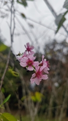 Prunus cerasoides