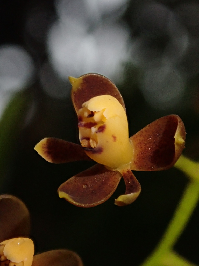 Epidendrum mancum