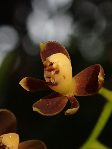 Epidendrum mancum