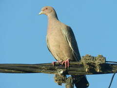 Patagioenas picazuro