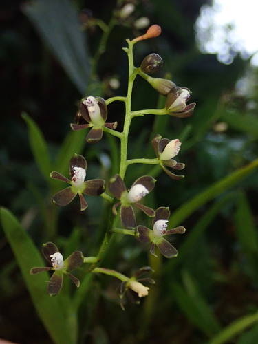Epidendrum mancum, photograph 5