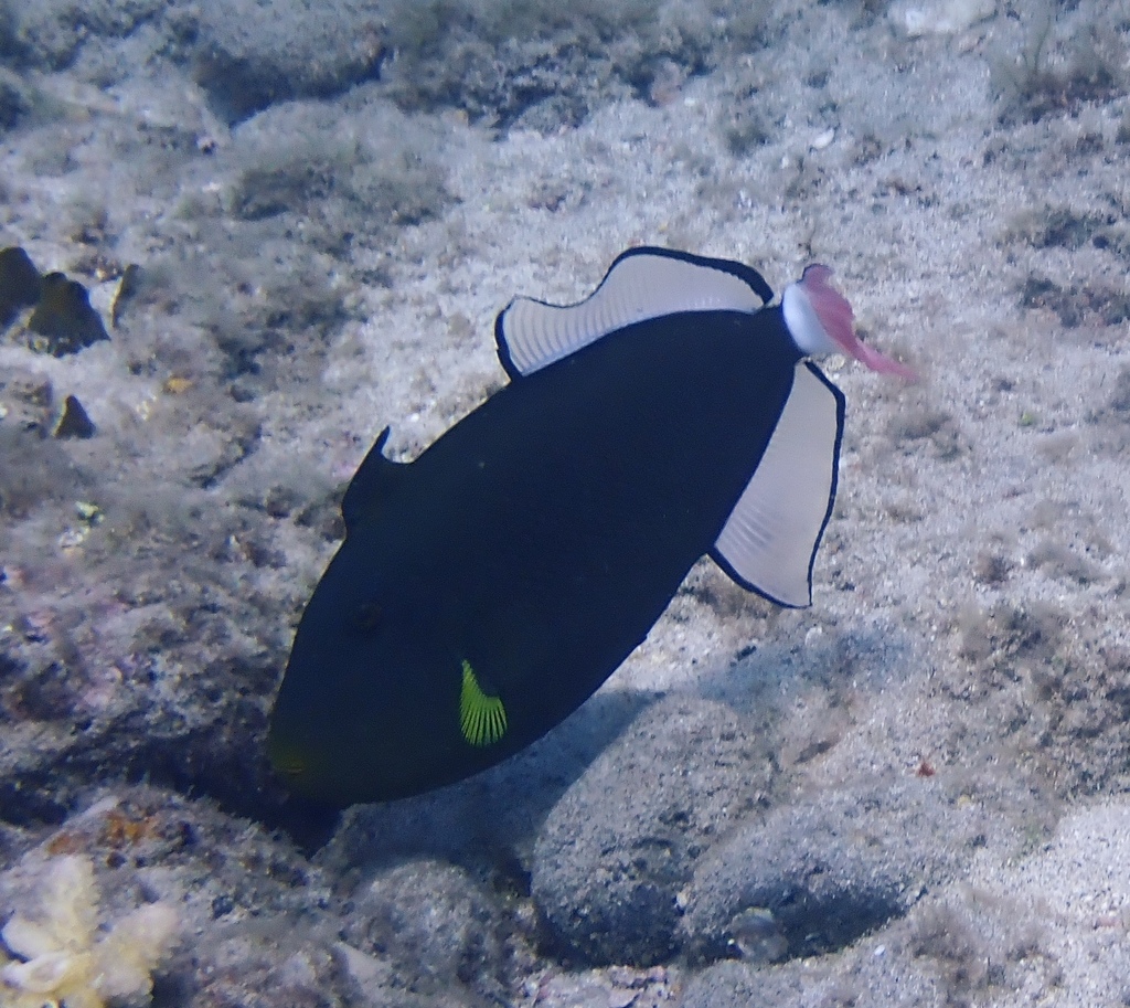 Pinktail Triggerfish