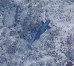 Acanthurus olivaceus