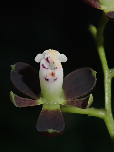 Epidendrum mancum, photograph 2