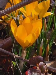 Crocus chrysanthus