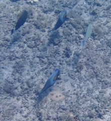 Acanthurus olivaceus