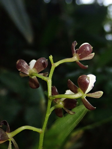 Epidendrum mancum, photograph 6