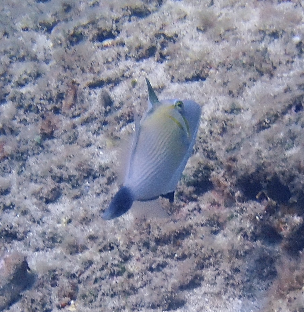 Boomerang Triggerfish