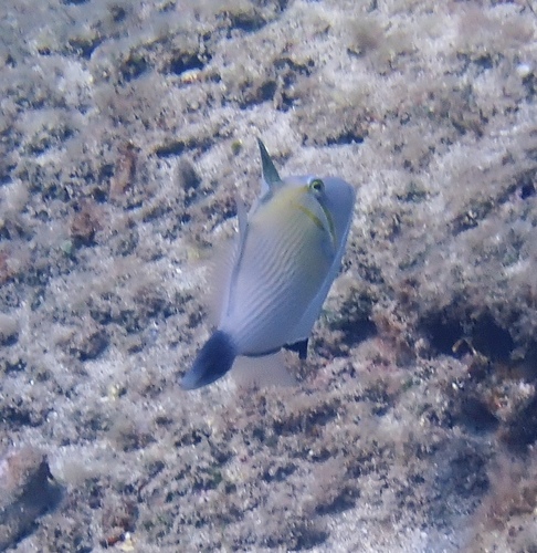 Boomerang Triggerfish