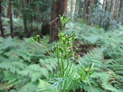 Senecio bipinnatisectus