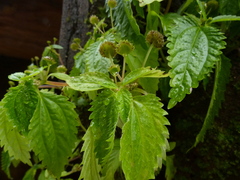 Lecanthus peduncularis