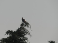 Patagioenas picazuro