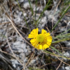 Helenium pinnatifidum