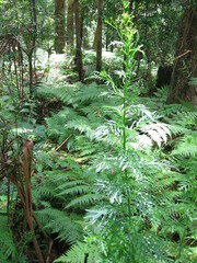 Senecio bipinnatisectus