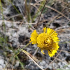 Helenium pinnatifidum
