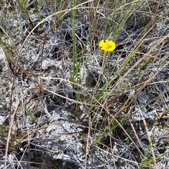 Helenium pinnatifidum