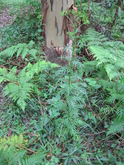 Senecio bipinnatisectus