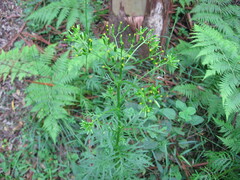 Senecio bipinnatisectus