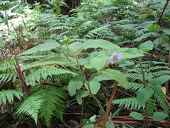 Solanum densevestitum