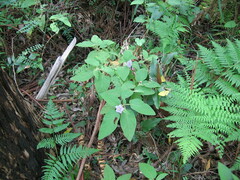 Solanum densevestitum