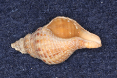 Fasciolariidae