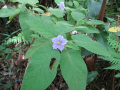 Solanum densevestitum